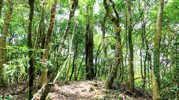 雙溪三柑Ｏ走2839889