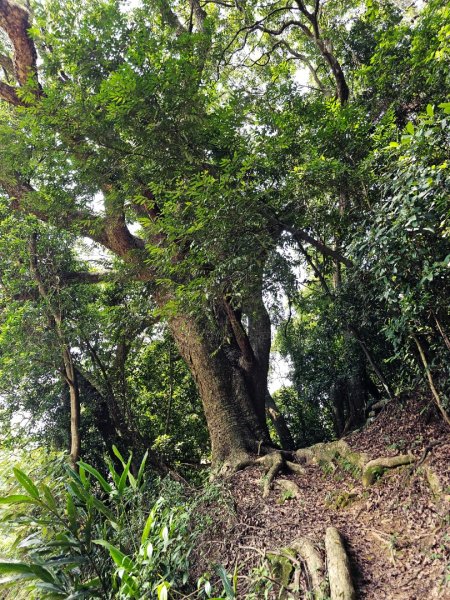 三段崎古道-2025森遊竹縣皮皮獅探險隊2890099