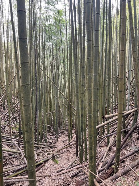 小百岳-金柑樹山2717258