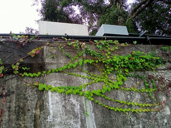 基隆河右岸尋花問草2091157