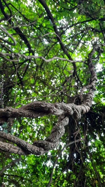 《彰化》果園古道｜廣天宮隴頂古道到鳳山寺O繞202509142884029