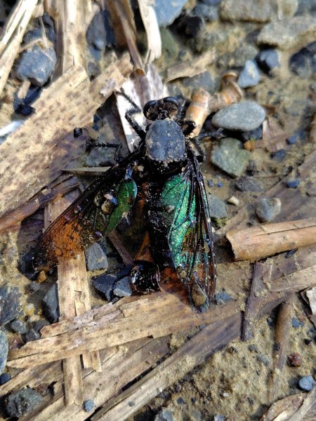 九彎仔步道2816544