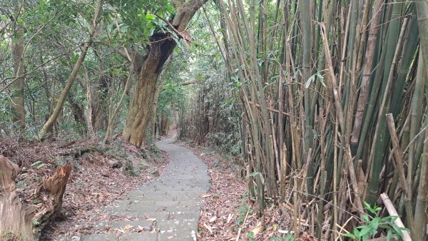 20240305坪頂古圳-登峰圳-內雙溪古道-瑪礁古道-大崎頭步道O繞2447239