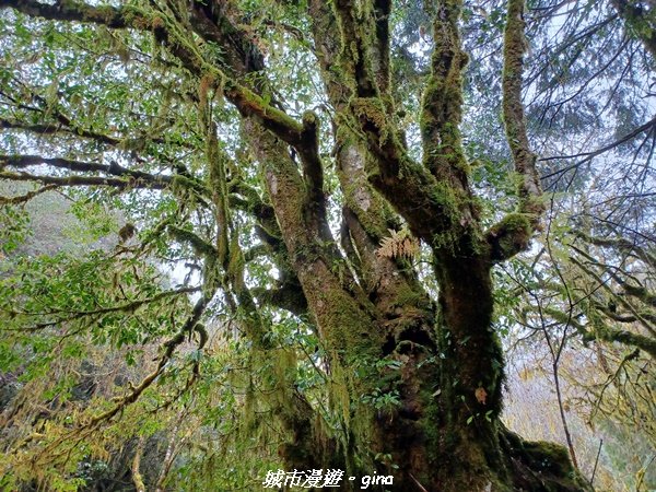 【宜蘭大同】走入南山部落魔法森林秘境。 羅葉尾溪步道2022023