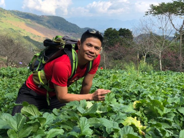 九份二山【在滿山雪白梅花中遇到翠綠樹蛙】506238
