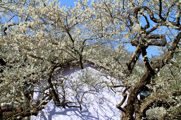 【南投~信義 】牛稠坑賞梅1254941