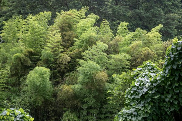 草山避暑3081685
