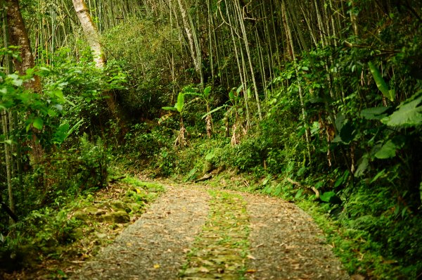 鄒族雅吾瑪斯步道916898
