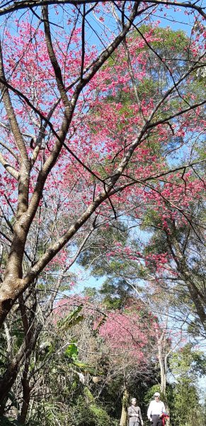 大崎棟-櫻花步道1254142