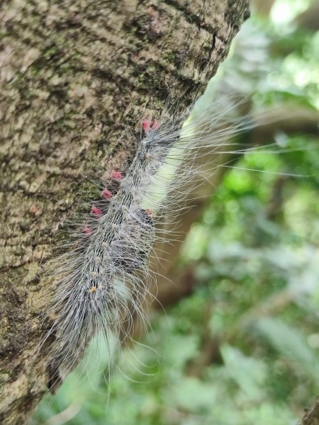 微笑山線鳶山山系2844425