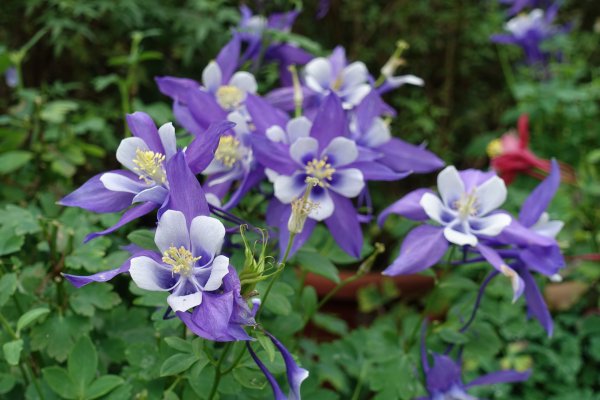 內雙溪自然中心藥用植物園1287948