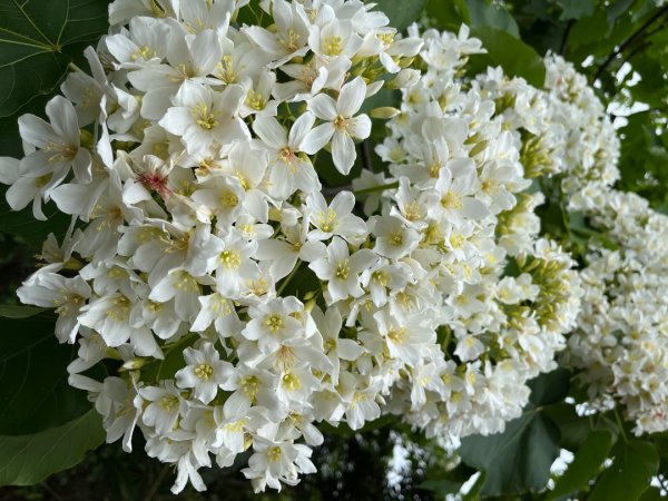 20230422_大棟山+三角頂浦山（新北小百岳）2762312