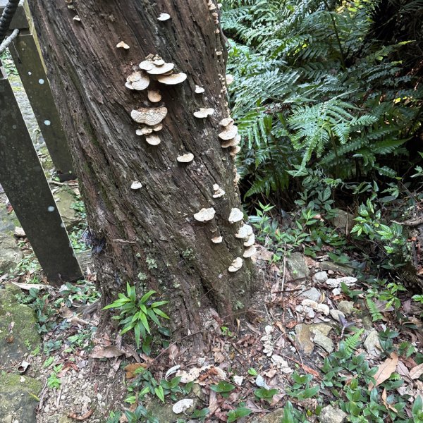 小百岳 - 汐止大尖山2869342