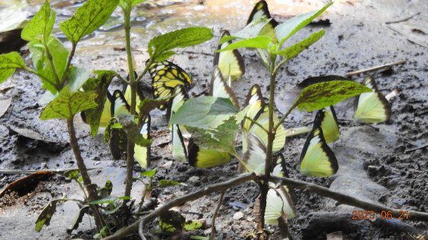 雲山水花鳥蝶-天龍國阿伯的日常6/21&22燕巢親子餵食秀2190471