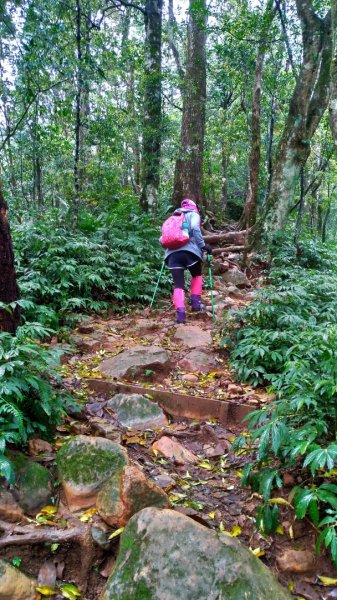內鳥嘴山、北得拉曼長滿了【水晶蘭】895404