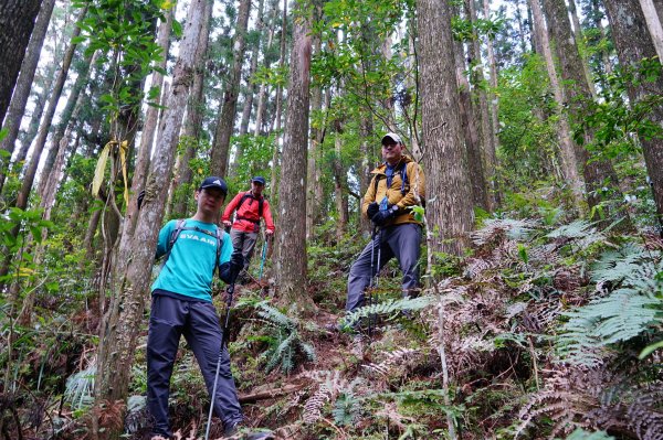 新竹關西鎮 水田林道之貴妃&那結山連走1539712