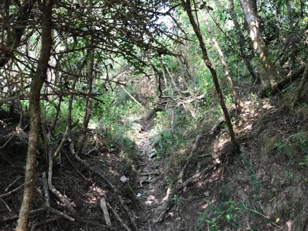 181022金柑樹山、忘憂森林步道442161