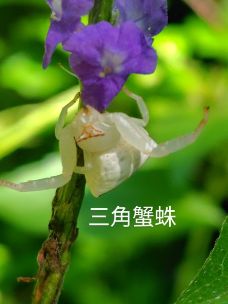 西阿里關山2823099