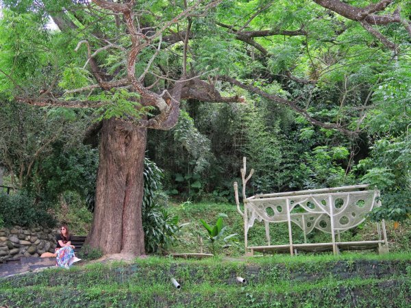 苗栗大湖 伯公潭古圳道1754311