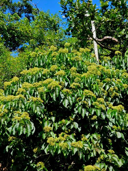 墾丁國家森林遊樂區步道群-(屏東)臺灣百大必訪步道2731232