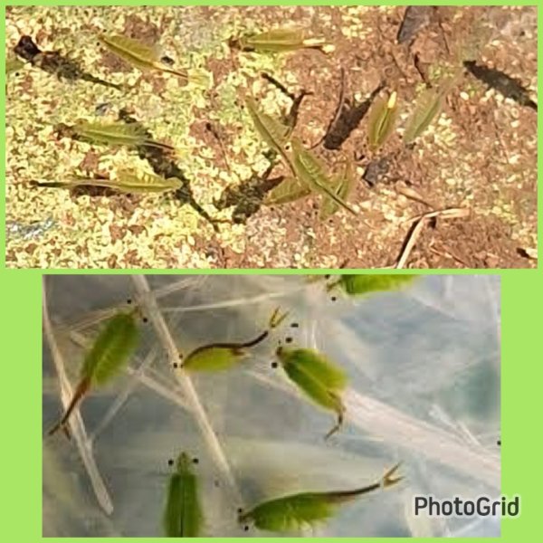 季節限定/尋找向天🦐-鵠沼枝額蟲-上面天山堆雪人2931409