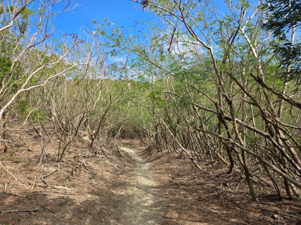 大山母山（小百岳）3007457