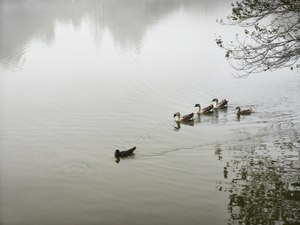南庄向天湖: 三山連走 + 環湖漫步
