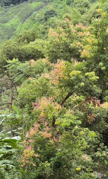 大雪山林道橫流溪 出雲山 分桂林山2843789