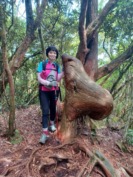 【台中和平】筆直的杉林.林相優美。 橫嶺山x沙連山P型2869031