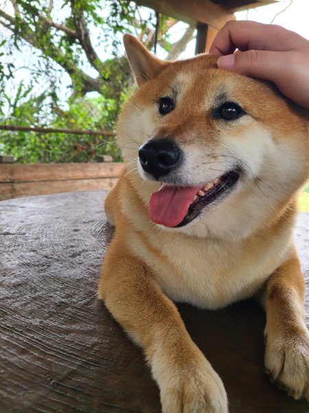 竹坑南寮登山步道~舒服山景2759640