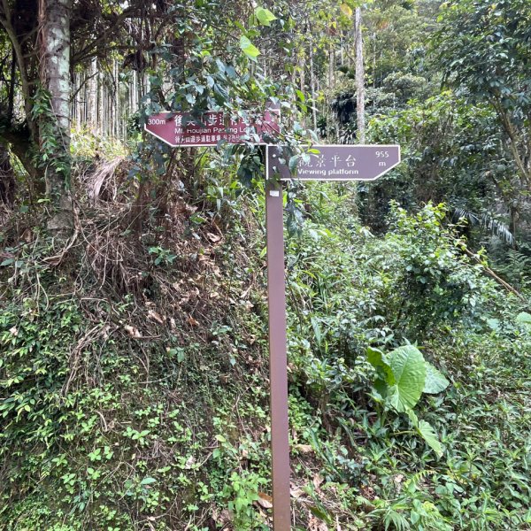 20250821_後尖山（南投小百岳）2941158