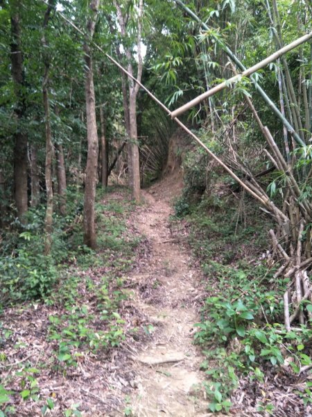 林安森林公園步道(大寮山步道)1464943