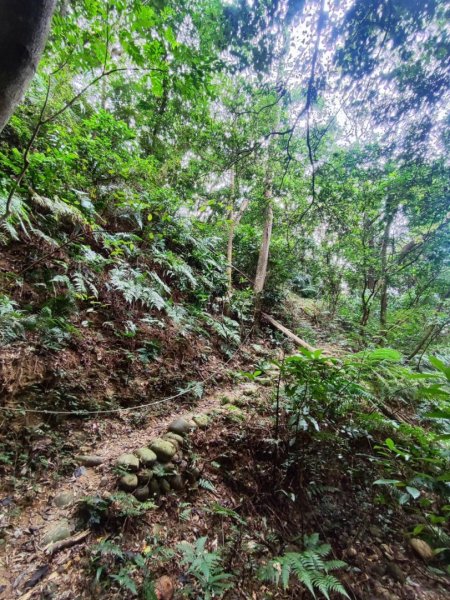 三義三通嶺-銅鑼杭菊（古道巡禮類環島小探險近25K）2957966