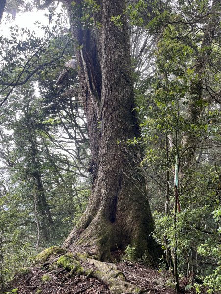 2025_0622 霞喀羅大山2819206