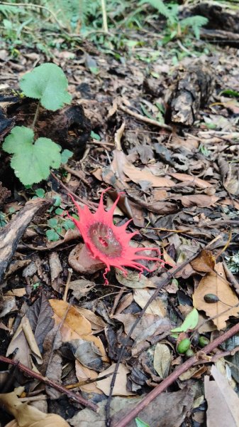 大混李棟重訓2883626