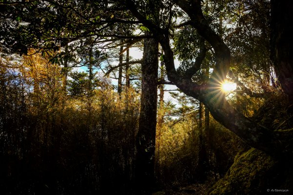 [冬訪大霸聖山岳參行]-榮耀桂冠B'bu' Papak聖稜精選輯2974756