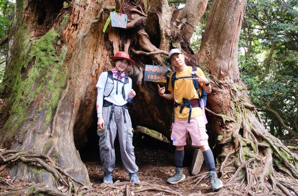 【高島縱走】走進六星級柳杉森林，一日高台山與島田三山3112910