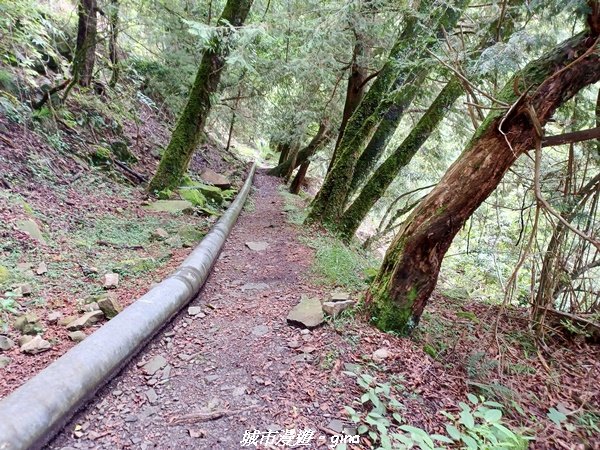 【嘉義縣阿里山鄉】避暑山林芬多精。 石山引水道步道、鹿林前山瀑布2280179