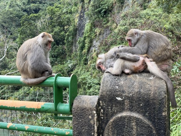 登仙橋賞猴2704794