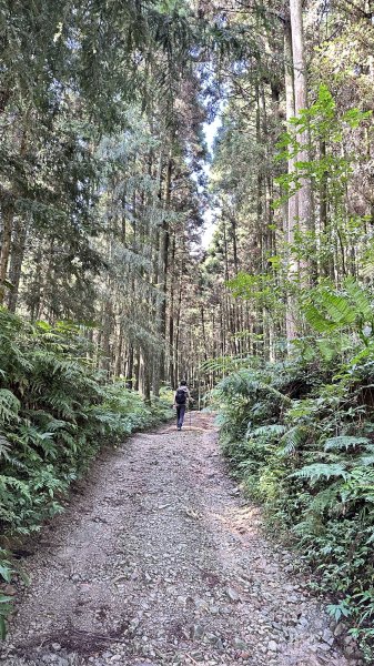 「鵝公髻山x山上人家」柳杉林中森呼吸~2264677