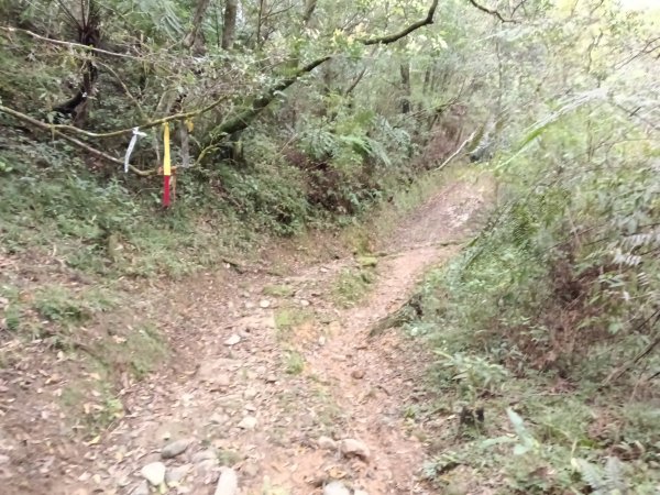雙溪區打鐵寮山-鶯子嶺-坪溪山-烏山63號-烏山越嶺古道(坪溪山北峰)P字走3023816