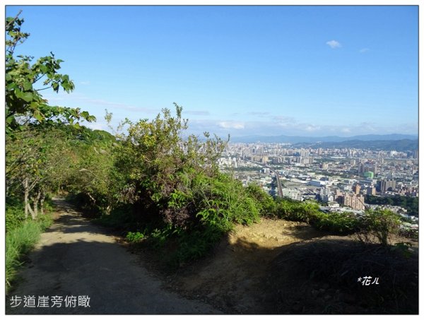 三角埔頂山/賞芒花1548444