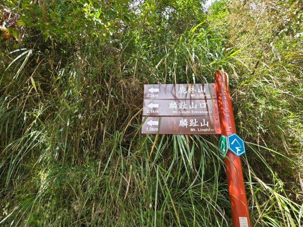 塔塔加步道（大鐵杉登山步道）2883106