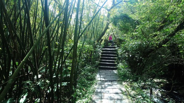 台北狗殷勤古道上平菁42巷下溪山古道賞櫻行2704912