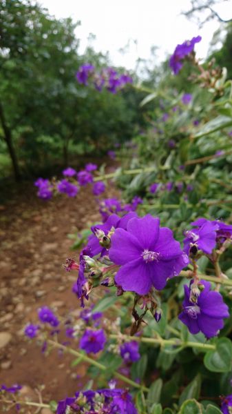 大肚環保公園登山步道353143