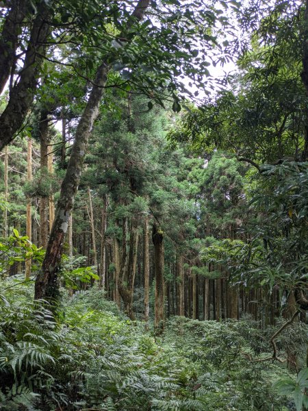 東眼山國家森林遊樂區1056016