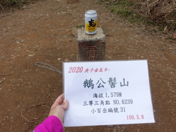 櫻花-柳杉林-鵝公髻山878500