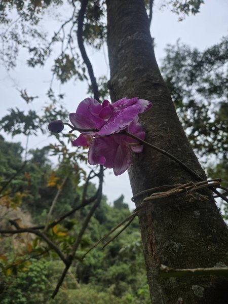 橫山健行，順遊清水岩寺2709401