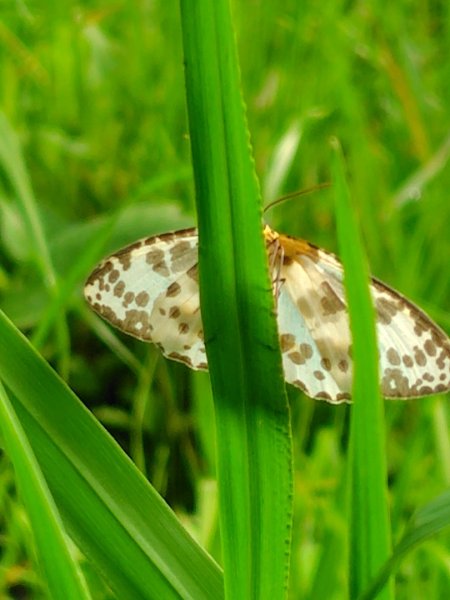 沙里仙林道、沙里仙溪、同富山/埔沙山、東埔山、阿毛巨木2812458