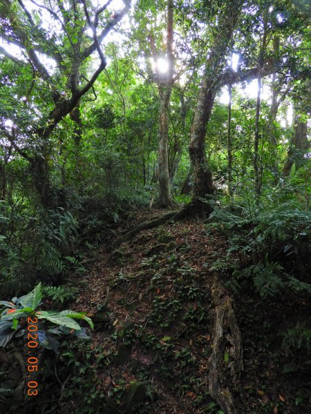 桃園 復興 枕頭山948031